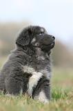 DOGUE DU TIBET 772